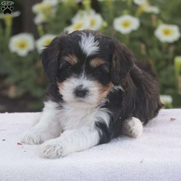 Boone, Cavapoo Puppy